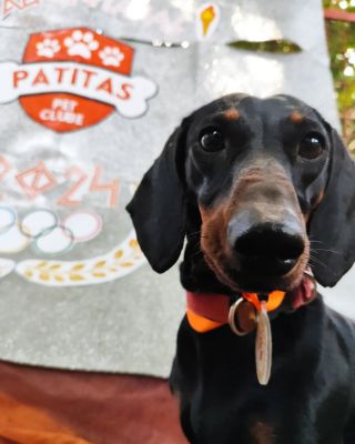 Patitas Pet Club foto 1