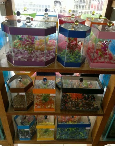 PET SHOP PEIXES ORNAMENTAIS em Natal - RN PET SHOP PEIXES ORNAMENTAIS em Natal - RN
